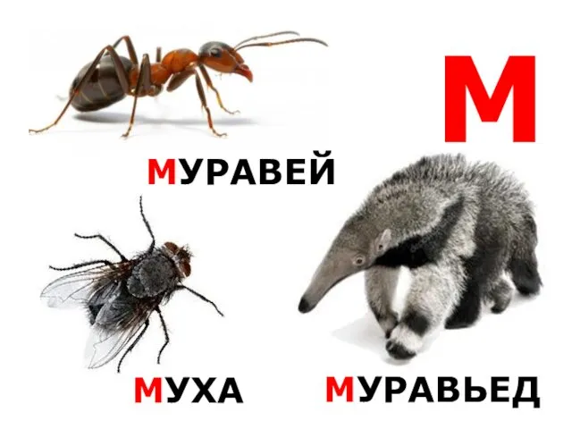 М МУРАВЕЙ МУХА МУРАВЬЕД