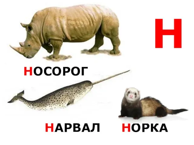 Н НОСОРОГ НАРВАЛ НОРКА