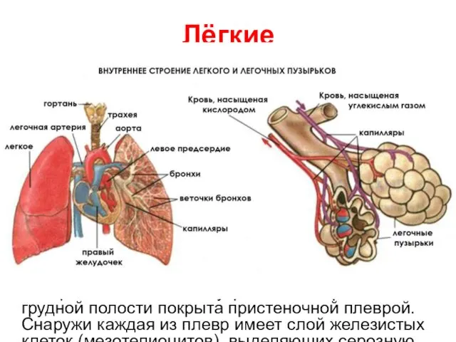Лёгкие Это органы дыхания человека, где осуществляется газообмен между воздухом, находящимся
