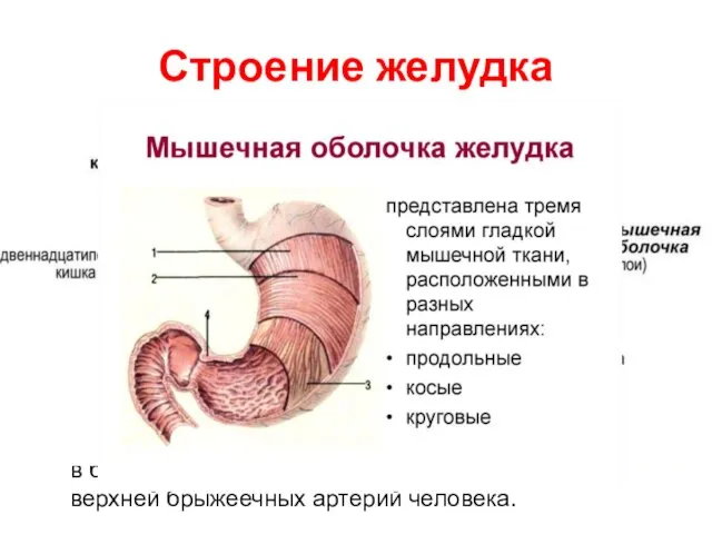 Строение желудка Стенка желудка состоит из: слизистой оболочки; подслизистой основы; мышечной