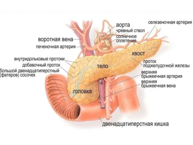 Поджелудочная железа орган пищеварительной системы, крупнейшая железа, обладающая внешнесекреторной и внутреннесекреторной
