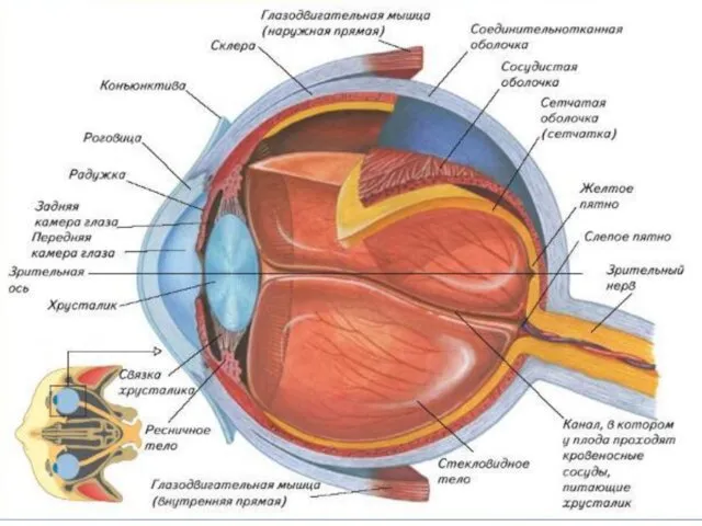 Зрительная сенсорная система Воспринимающий отдел – рецепторы сетчатки оболочки глаза; Проводящая