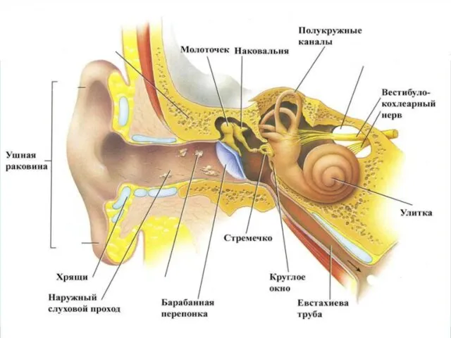 Слуховая сенсорная система периферический отдел – слуховые рецепторы, находящиеся в кортиевом