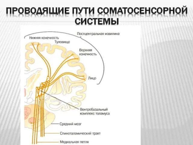 Соматосенсорная система Рецепторный отдел – рецепторы кожи; проводниковый – спинномозговые нервы;