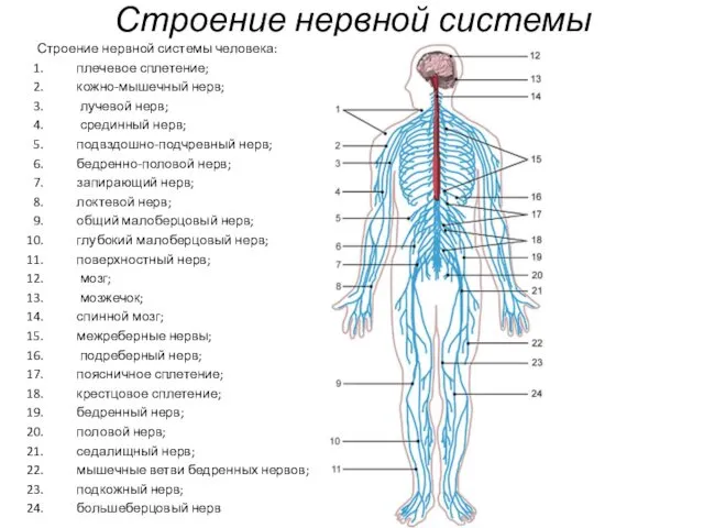 Строение нервной системы Строение нервной системы человека: плечевое сплетение; кожно-мышечный нерв;