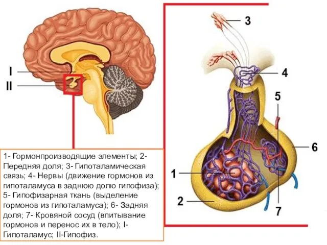 Гипофиз Гипофиз – это железа, которая расположена в гипофизарной ямке турецкого