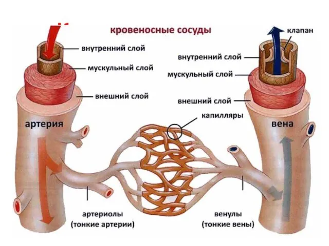 Кровеносные сосуды эластичные трубчатые образования в теле животных и человека, по