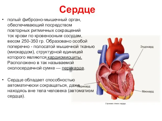 Сердце полый фиброзно-мышечный орган, обеспечивающий посредством повторных ритмичных сокращений ток крови