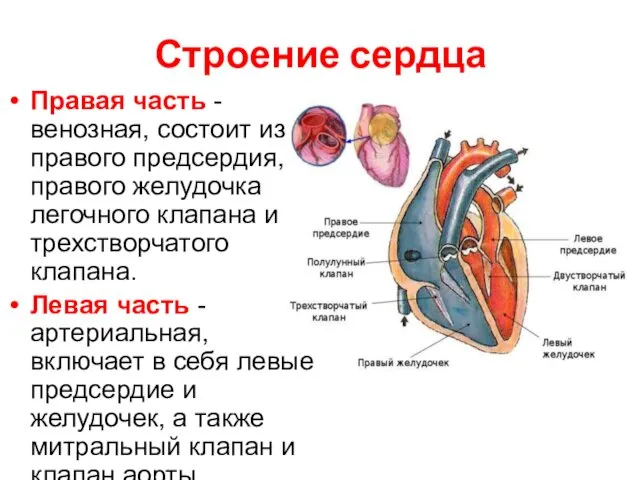 Строение сердца Правая часть - венозная, состоит из правого предсердия, правого