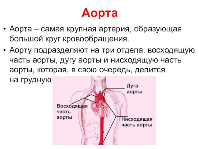 Аорта Аорта – самая крупная артерия, образующая большой круг кровообращения. Аорту