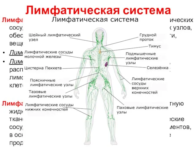 Лимфатическая система Лимфатическая система — это совокупность лимфатических сосудов и расположенных