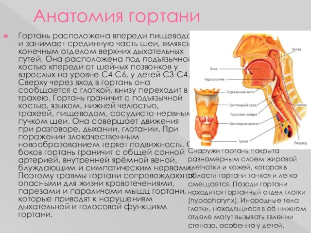 Анатомия гортани Гортань расположена впереди пищевода и занимает срединную часть шеи,