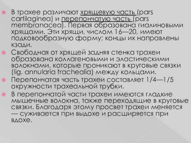 В трахее различают хрящевую часть (pars cartilaginea) и перепончатую часть (pars