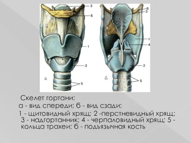 Скелет гортани: а - вид спереди; б - вид сзади: 1