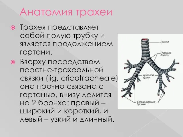 Анатомия трахеи Трахея представляет собой полую трубку и является продолжением гортани.
