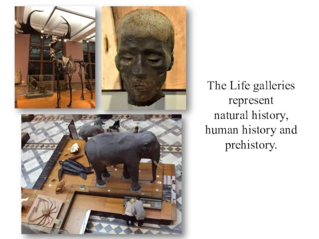 The Life galleries represent natural history, human history and prehistory.