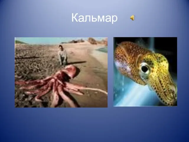 Кальмар