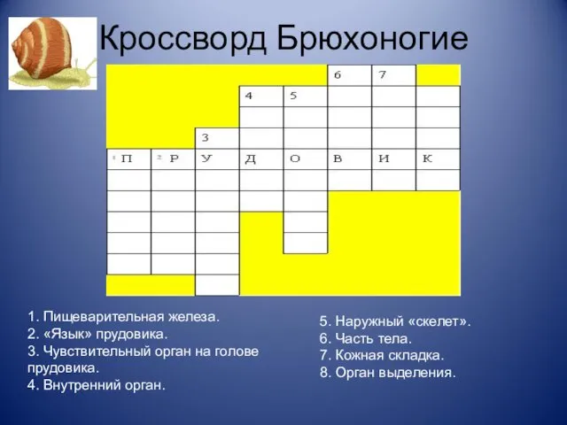 Кроссворд Брюхоногие 1. Пищеварительная железа. 2. «Язык» прудовика. 3. Чувствительный орган