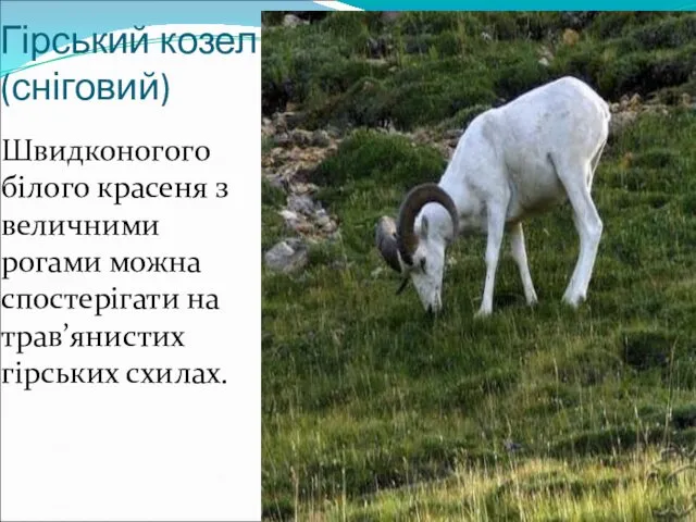 Гірський козел(сніговий) Швидконогого білого красеня з величними рогами можна спостерігати на трав’янистих гірських схилах.