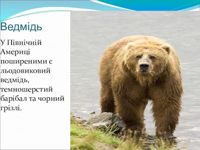 Ведмідь У Північній Америці поширеними є льодовиковий ведмідь, темношерстий барібал та чорний грізлі.