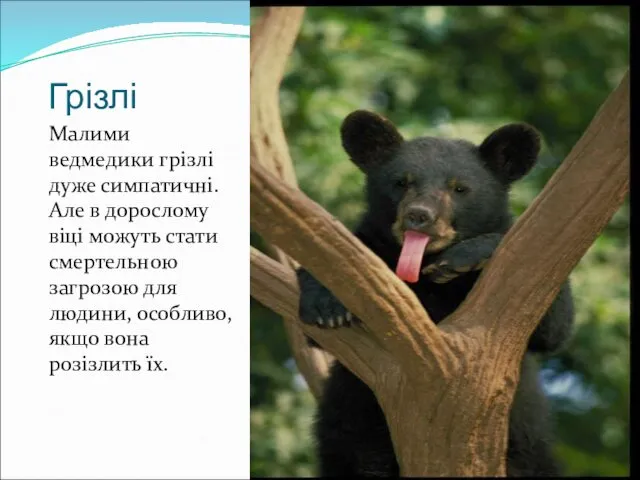 Грізлі Малими ведмедики грізлі дуже симпатичні. Але в дорослому віці можуть