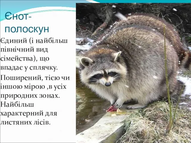 Єнот-полоскун Єдиний (і найбільш північний вид сімейства), що впадає у сплячку.