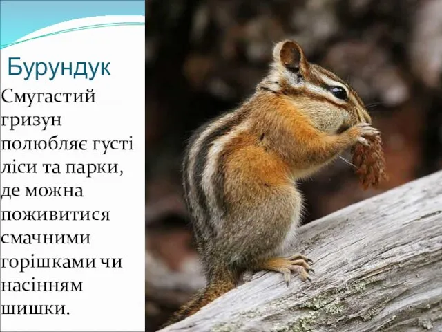 Бурундук Смугастий гризун полюбляє густі ліси та парки, де можна поживитися смачними горішками чи насінням шишки.