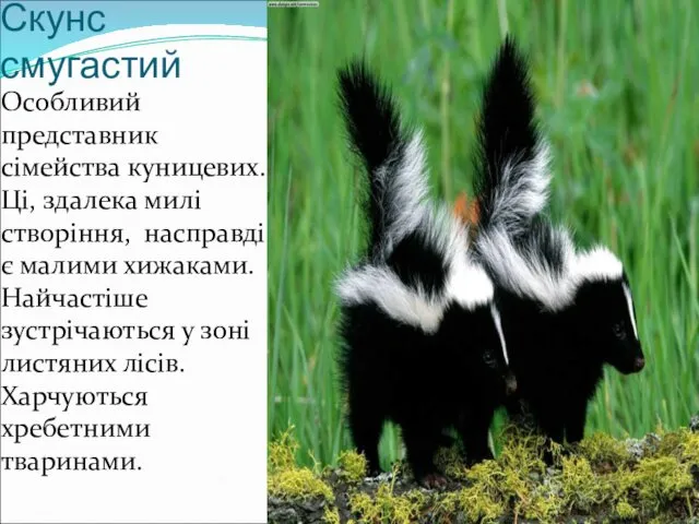 Скунс смугастий Особливий представник сімейства куницевих. Ці, здалека милі створіння, насправді