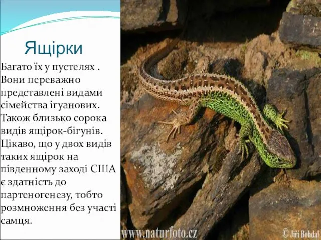 Ящірки Багато їх у пустелях . Вони переважно представлені видами сімейства