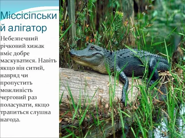 Міссісіпський алігатор Небезпечний річковий хижак вміє добре маскуватися. Навіть якщо він