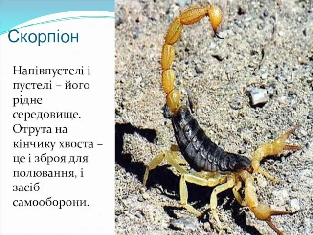 Скорпіон Напівпустелі і пустелі – його рідне середовище. Отрута на кінчику