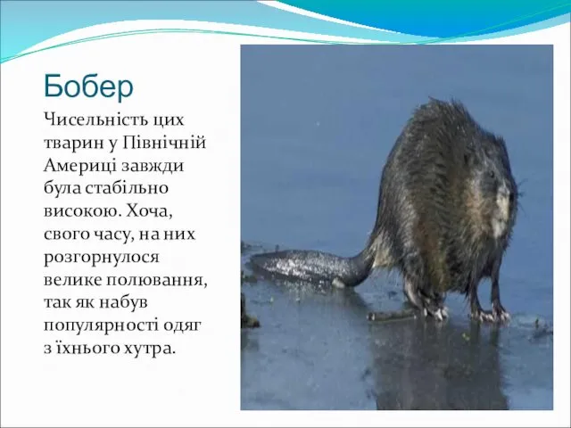 Бобер Чисельність цих тварин у Північній Америці завжди була стабільно високою.