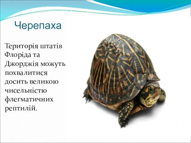 Черепаха Територія штатів Флоріда та Джорджія можуть похвалитися досить великою чисельністю флегматичних рептилій.