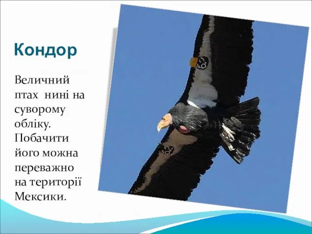 Кондор Величний птах нині на суворому обліку. Побачити його можна переважно на території Мексики.