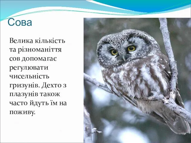 Сова Велика кількість та різноманіття сов допомагає регулювати чисельність гризунів. Дехто