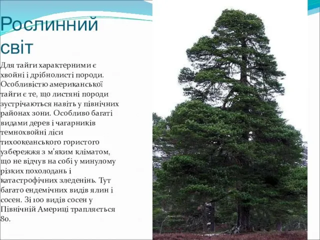 Рослинний світ Для тайги характерними є хвойні і дрібнолисті породи. Особливістю