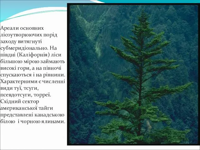 Ареали основних лісоутворюючих порід заходу витягнуті субмеридіонально. На півдні (Каліфорнія) ліси