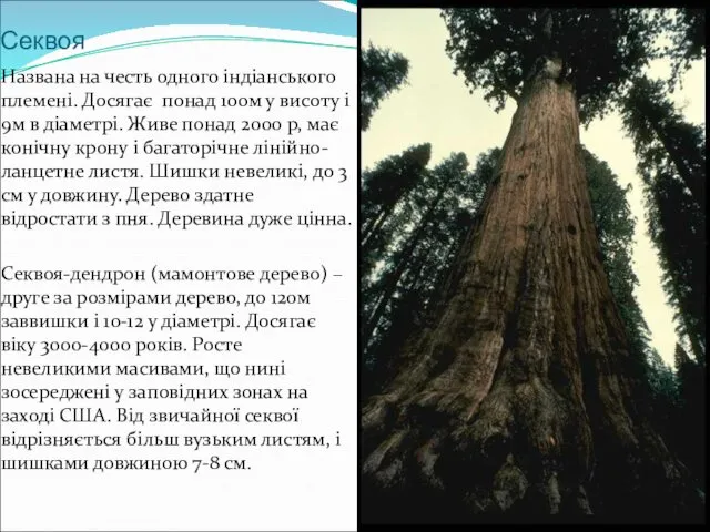 Секвоя Названа на честь одного індіанського племені. Досягає понад 100м у