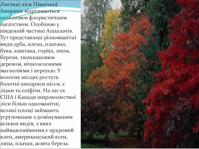 Листяні ліси Північної Америки відрізняються особливим флористичним багатством. Особливо у південній