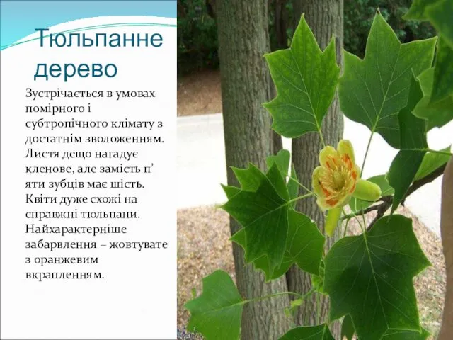 Тюльпанне дерево Зустрічається в умовах помірного і субтропічного клімату з достатнім