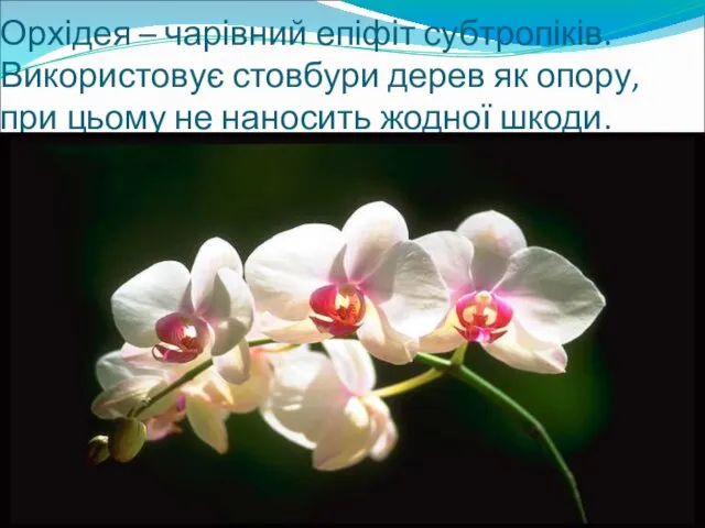 Орхідея – чарівний епіфіт субтропіків. Використовує стовбури дерев як опору, при цьому не наносить жодної шкоди.