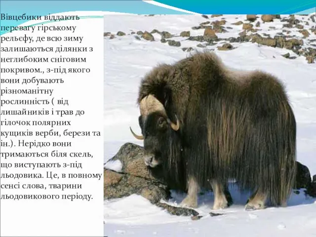 Вівцебики віддають перевагу гірському рельєфу, де всю зиму залишаються ділянки з