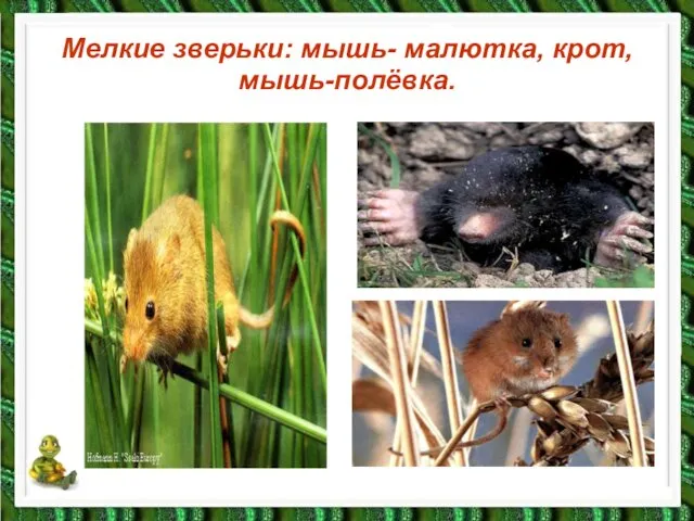 Мелкие зверьки: мышь- малютка, крот, мышь-полёвка.