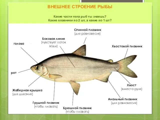 ВНЕШНЕЕ СТРОЕНИЕ РЫБЫ Какие части тела рыб ты знаешь? Какие плавники