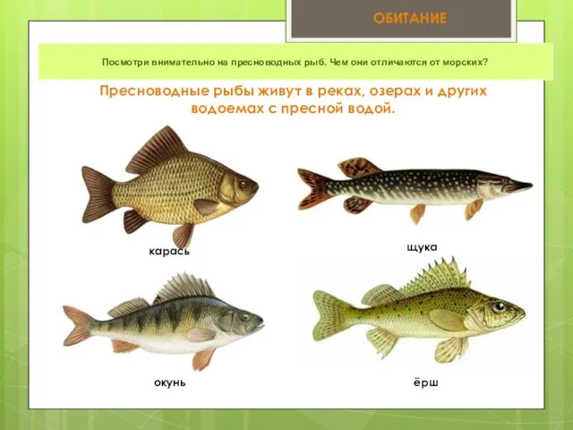 Посмотри внимательно на пресноводных рыб. Чем они отличаются от морских? ОБИТАНИЕ