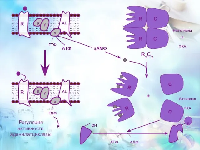 R R R2C2 + Активная ПКА Неактивная ПКА ОН АТФ АДФ Регуляция активности аденилатциклазы