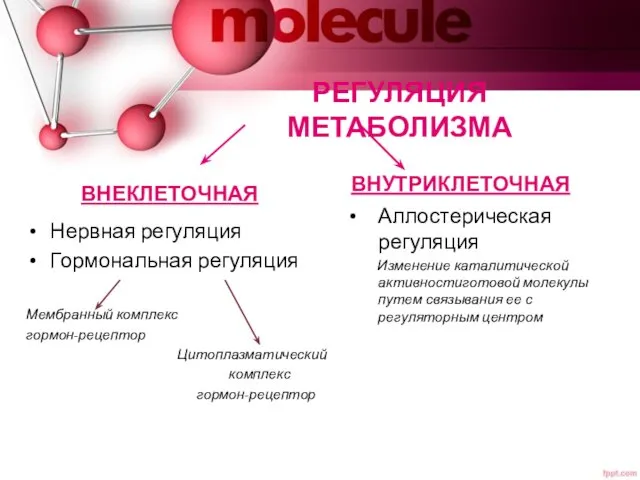 РЕГУЛЯЦИЯ МЕТАБОЛИЗМА ВНЕКЛЕТОЧНАЯ Аллостерическая регуляция Изменение каталитической активностиготовой молекулы путем связывания