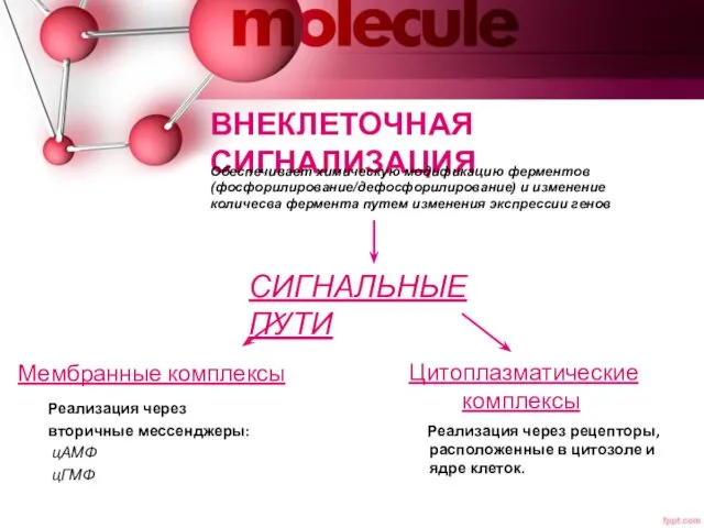 ВНЕКЛЕТОЧНАЯ СИГНАЛИЗАЦИЯ Мембранные комплексы Реализация через вторичные мессенджеры: цАМФ цГМФ Цитоплазматические