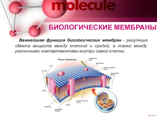 БИОЛОГИЧЕСКИЕ МЕМБРАНЫ Важнейшая функция биологических мембран - регуляция обмена веществ между