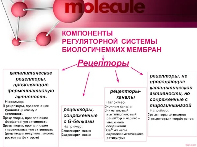 КОМПОНЕНТЫ РЕГУЛЯТОРНОЙ СИСТЕМЫ БИОЛОГИЧЕМКИХ МЕМБРАН Рецепторы рецепторы-каналы Например: ионные каналы никотиновый